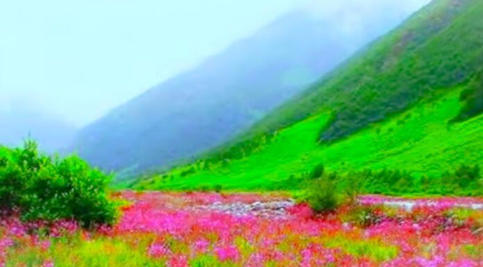 दुनिया का सबसे खूबसूरत पर्यटन स्थल,उत्तराखंड की फूलों की घाटी
