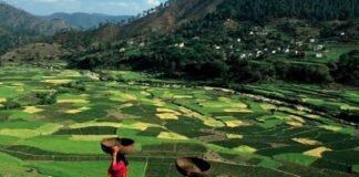 शीतकाल में कैसे करें फल पौध का रोपण