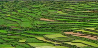 उत्तराखंड सरकार की बड़ी पहल,कृषि,पशुपालन एवं मत्स्य के क्षेत्र में युवाओं के लिए होंगे रोजगार के अवसर सृजित