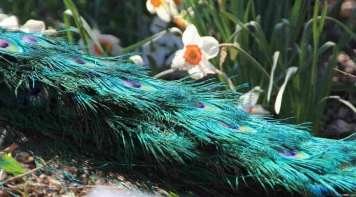 एक तरफा प्यार