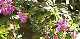 तितली,मधुमक्खी सा हो जीवन,कोई प्रतियोगिता नहीं,पूरा परफेक्शन