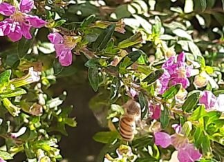 तितली,मधुमक्खी सा हो जीवन,कोई प्रतियोगिता नहीं,पूरा परफेक्शन