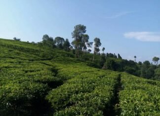 उत्तराखंड सरकार का बड़ा फैसला,गैरसैंण में स्थापित होंगी चार नई चाय की फैक्ट्रिया,पहाड़ के लोगों को पहाड़ पर मिलेंगा रोजगार