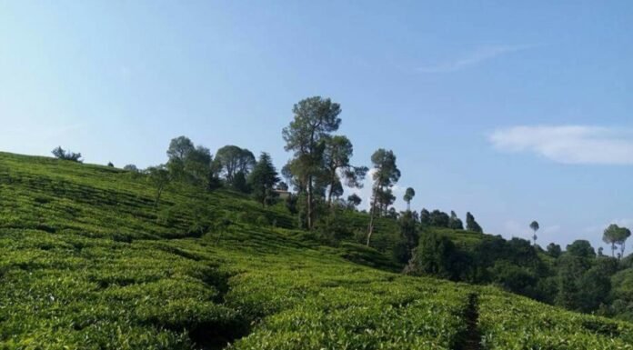 उत्तराखंड सरकार का बड़ा फैसला,गैरसैंण में स्थापित होंगी चार नई चाय की फैक्ट्रिया,पहाड़ के लोगों को पहाड़ पर मिलेंगा रोजगार