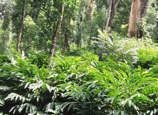 पहाड़ी क्षेत्रों में आर्थिक रूप से अधिक फायदेमंद है बड़ी इलायची का उत्पादन