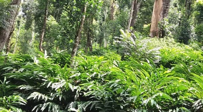 पहाड़ी क्षेत्रों में आर्थिक रूप से अधिक फायदेमंद है बड़ी इलायची का उत्पादन