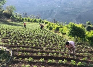 सुशासन दिवसः उत्तराखण्ड के 8 लाख 27 हजार किसान परिवारों के खातों में पहुंचे 165 करोड़ रूपये