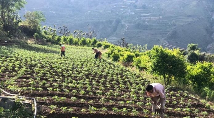 सुशासन दिवसः उत्तराखण्ड के 8 लाख 27 हजार किसान परिवारों के खातों में पहुंचे 165 करोड़ रूपये