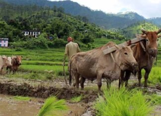 उत्तराखंड के 25 हजार किसानों को वितरित किया जायेंगा 3 लाख तक का बिना ब्याज का ऋण