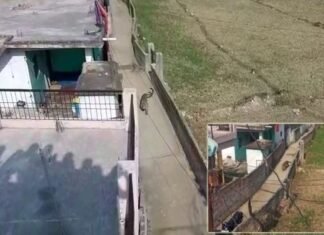 बागेश्वर शहर के नारायण देव वार्ड में गुलदार ने मचाया उत्पात,पांच घंटे बाद वनकर्मियों ने किया कैद