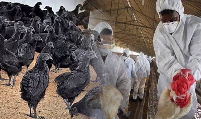 देहरादून में एक ही दिन में 165 पक्षियों के शव मिलने से हड़कंप,बर्ड फ्लू की आशंका को लेकर प्रशासन एलर्ट