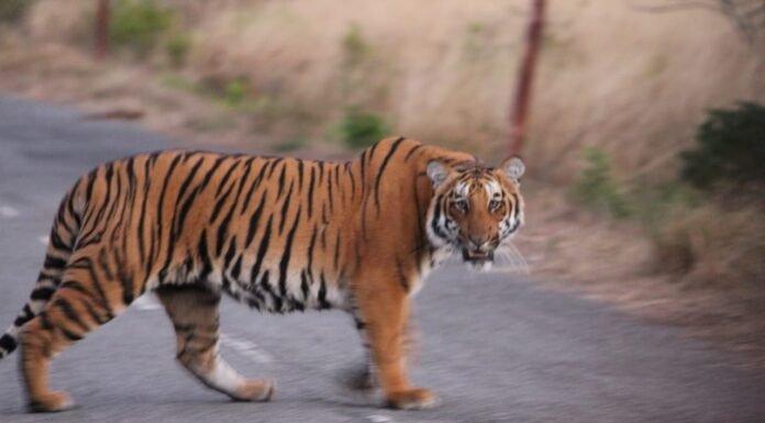 राजाजी नेशनल पार्क घूमने आने वाले सैलानियों के लिए खुशखबरी,हाथियों के साथ-साथ अब टाइगर के भी होंगे दीदार