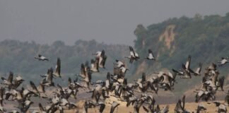 देश भर में बढ़ रहा है बर्ड फ्लू का खतरा,उत्तराखंड पशुपालन विभाग ने बनाया कंट्रोल रूम