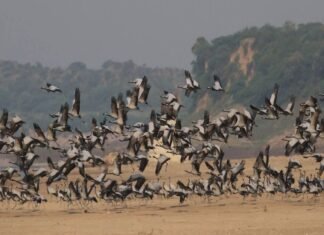 देश भर में बढ़ रहा है बर्ड फ्लू का खतरा,उत्तराखंड पशुपालन विभाग ने बनाया कंट्रोल रूम