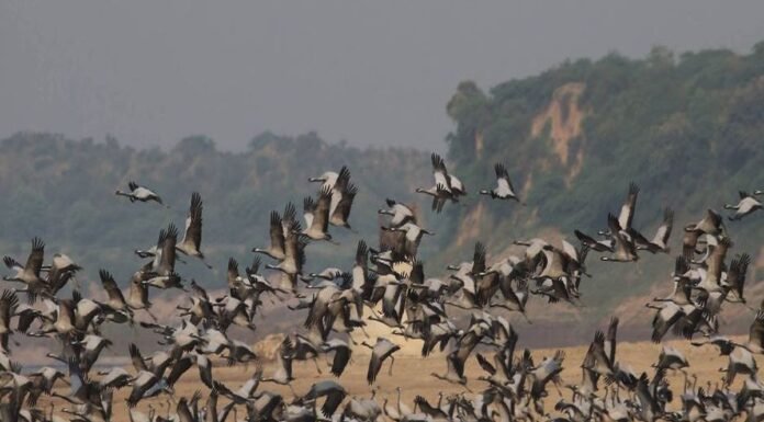 देश भर में बढ़ रहा है बर्ड फ्लू का खतरा,उत्तराखंड पशुपालन विभाग ने बनाया कंट्रोल रूम