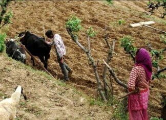 उत्तराखंड के 25 हजार किसानों को 6 फरवरी को किसान कल्याण योजना के तहत वितरित किए जाएंगे 3 लाख तक के ब्याज रहित बृहद ऋण