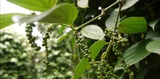 उत्तराखंड के किसानों की आय बढ़ाने में महत्वपूर्ण भूमिका निभाएगा आस्ट्रेलियन टीक एवं काली मिर्च