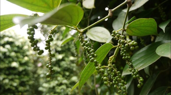 उत्तराखंड के किसानों की आय बढ़ाने में महत्वपूर्ण भूमिका निभाएगा आस्ट्रेलियन टीक एवं काली मिर्च