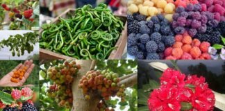 उत्तराखंड के स्थानीय उत्पादों की मार्केटिंग और ब्रान्डिंग कर बाजार उपलब्ध कराएगी सरकार