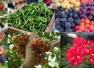 उत्तराखंड के स्थानीय उत्पादों की मार्केटिंग और ब्रान्डिंग कर बाजार उपलब्ध कराएगी सरकार