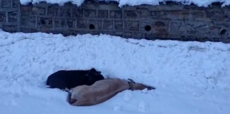 पिथौरागढ़ के उच्च हिमालयी क्षेत्र में भारी बर्फबारी,ठंड से 400 भेड़ों की मौत