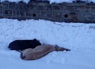 पिथौरागढ़ के उच्च हिमालयी क्षेत्र में भारी बर्फबारी,ठंड से 400 भेड़ों की मौत