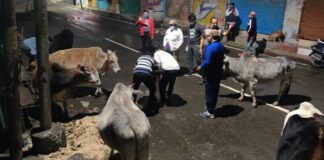 कोविड कर्फ्यू में भूखे-बेजुबान जानवरों के लिए भोजन की व्यवस्था कर रहा है,’जय हो ग्रुप’