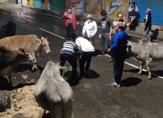 कोविड कर्फ्यू में भूखे-बेजुबान जानवरों के लिए भोजन की व्यवस्था कर रहा है,’जय हो ग्रुप’