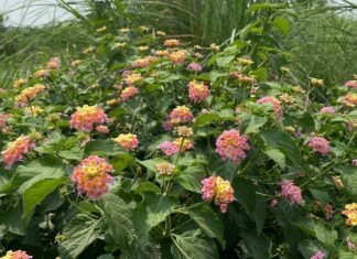 उत्तराखंड के वनों से हटेगी लैंटेना एवं कुरी,फलदार पौधों का रोपण कर जंगलों की गुणवत्ता में होगा सुधार