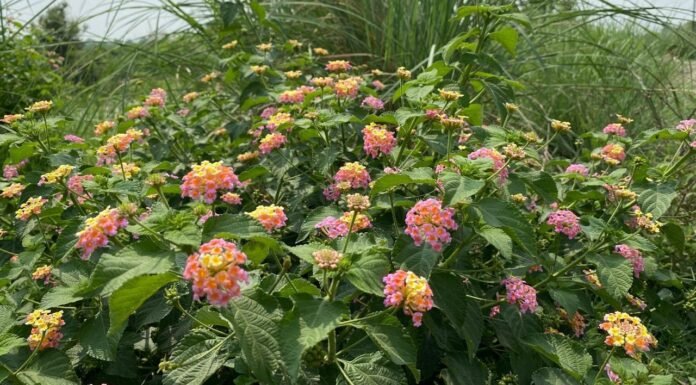 उत्तराखंड के वनों से हटेगी लैंटेना एवं कुरी,फलदार पौधों का रोपण कर जंगलों की गुणवत्ता में होगा सुधार