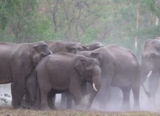 कोरोना लॉकडाउन में प्रकृति ने दिखाई रंगत,बाघों के साथ गजराजों के झुंड बने आकर्षण का केंद्र