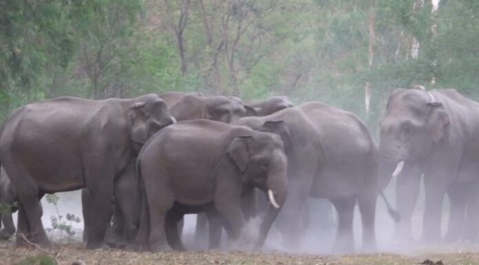 कोरोना लॉकडाउन में प्रकृति ने दिखाई रंगत,बाघों के साथ गजराजों के झुंड बने आकर्षण का केंद्र