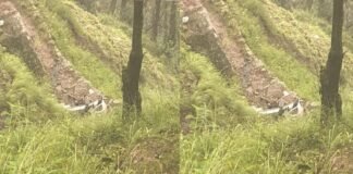 पौड़ी गढ़वालः-दिल्ली से लैंसडाउन घूमने आए पर्यटकों कार गहरी खाई में गिरी,2 लोगों की मौत,एक घायल