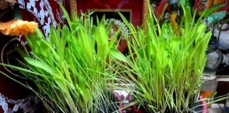 हरेला पर्वः-17 जुलाई को होग सार्वजनिक अवकाश,उत्तराखंड सरकार ने जारी किया आदेश