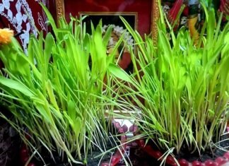 हरेला पर्वः-17 जुलाई को होग सार्वजनिक अवकाश,उत्तराखंड सरकार ने जारी किया आदेश