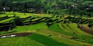 Uttarakhand:-राज्य में 3900 क्लस्टर में जैविक खेती को बढ़ावा दिया जा रहा