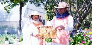 Dehradun:-मुख्यमंत्री आवास परिसर में किया गया शहद निष्कासन कार्य,पहले चरण में निकाला गया 57 किलोग्राम शहद