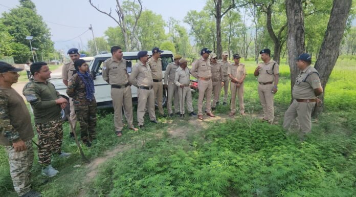 Pauri Garhwal:-पौड़ी पुलिस की बड़ी पहल-समय रहते वन क्षेत्र में उपजी भांग को किया नष्ट,मादक पदार्थों की तस्करी पर लगेगा प्रभावी अंकुश