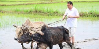 Nainital:-मुख्यमंत्री पुष्कर धामी ने अपने खेत में चलाया हल की धान रोपाई,किसानों के श्रम को किया नमन