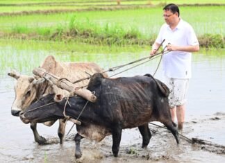 Nainital:-मुख्यमंत्री पुष्कर धामी ने अपने खेत में चलाया हल की धान रोपाई,किसानों के श्रम को किया नमन