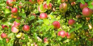 UTTARAKHAND:-राज्य के सेब उत्पादक किसानों को सेब की बेहतर पैकेजिंग के लिये कार्टन का वितरण हुआ प्रारम्भ