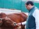 Uttarakhand:-गोवर्धन पूजा के अवसर पर सीएम धामी ने की गौ माता की पूजा-अर्चना कर की प्रदेश की खुशहाली,समृद्धि और जन कल्याण की कामना