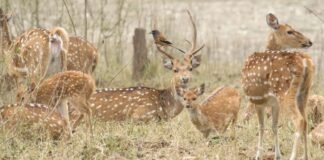 Dehradun:-मुख्यमंत्री पुष्कर धामी ने कहा-प्रत्येक जनपद में वन्यजीव नसबन्दी केन्द्र की होगी स्थापना