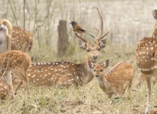 Dehradun:-मुख्यमंत्री पुष्कर धामी ने कहा-प्रत्येक जनपद में वन्यजीव नसबन्दी केन्द्र की होगी स्थापना