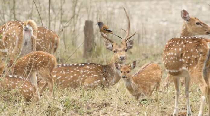 Dehradun:-मुख्यमंत्री पुष्कर धामी ने कहा-प्रत्येक जनपद में वन्यजीव नसबन्दी केन्द्र की होगी स्थापना